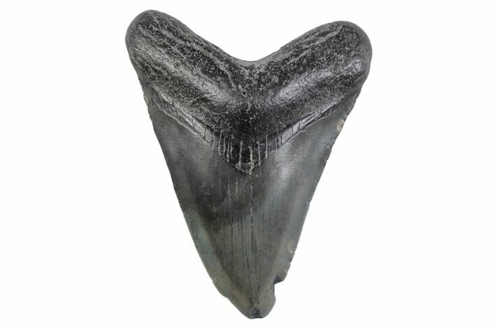 Juvenile Megalodon Tooth - South Carolina #362208